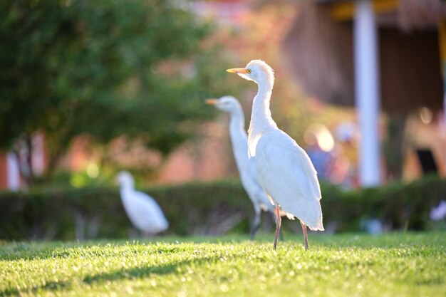 Witte koereiger, wilde vogel, ook bekend als Bubulcus ibis, wandelend op groen gazon op de tuin van het hotel in de zomer