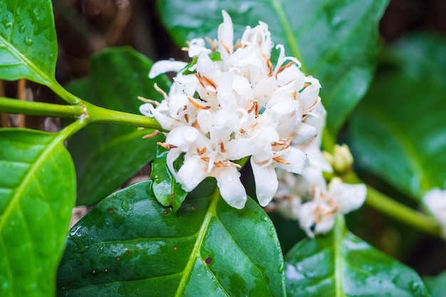 Witte koffie bloemen in groene bladeren boom plantage close-up