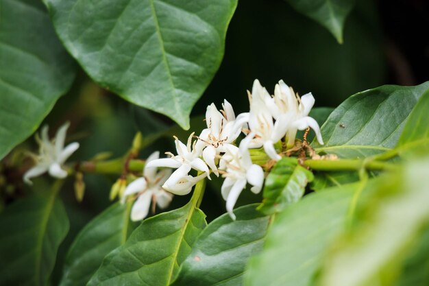 Witte koffie bloemen in groene bladeren boomplantage close-up