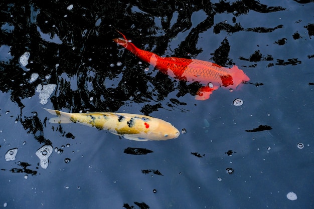 Witte koi vissen dobberen met oranje vis