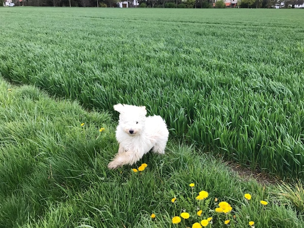 Witte konijn op het veld