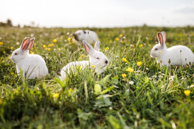 Witte konijnen in voorjaar groen gras