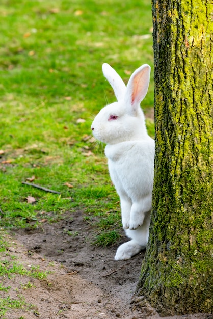 Foto witte konijnzitting door een boom