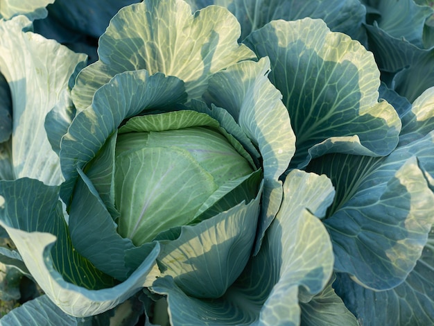 Witte kool groeit op een moestuin in de tuin