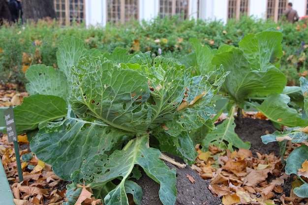 witte kool in herfstgele bladeren in de tuin