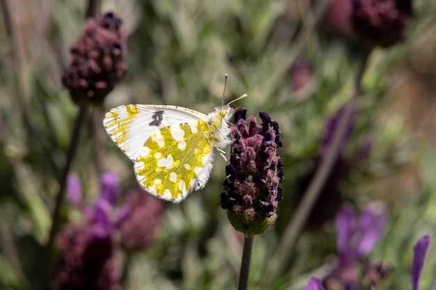 Witte koolvlinder op een Franse lavendelbloem