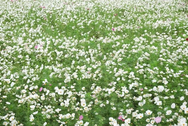 Witte kosmos bloemen boerderij in de buitenlucht