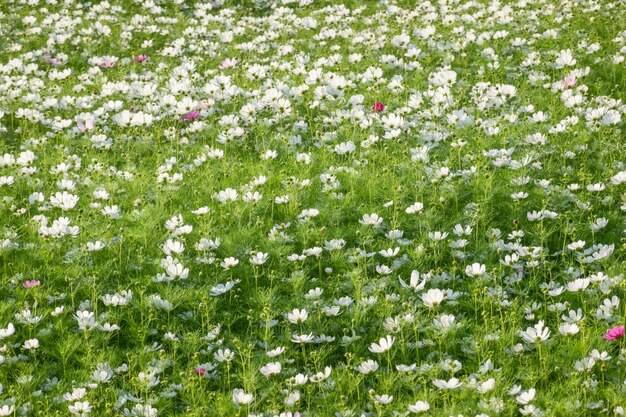 Foto witte kosmos bloemen boerderij