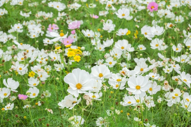 Witte kosmos bloemen boerderij