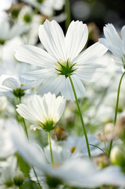 Witte kosmos Bloemen in de tuin