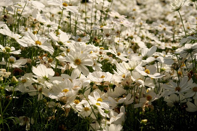 Witte kosmos bloemenveld in de tuin