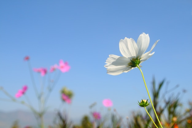 Witte kosmosbloem in tuin op blauwe hemelachtergrond