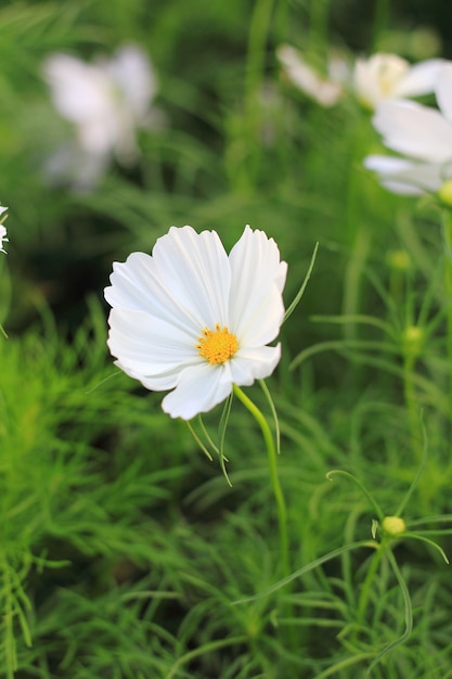 Witte kosmosbloemen in tuin