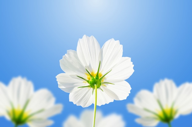 Witte kosmosbloemen op een blauwe hemelachtergrond.