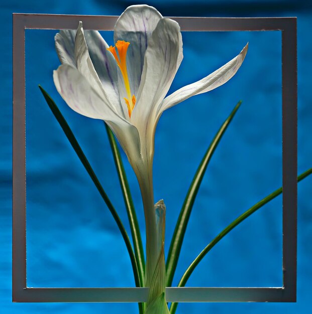 witte krokus frame / lentebloemen, abstracte achtergrond