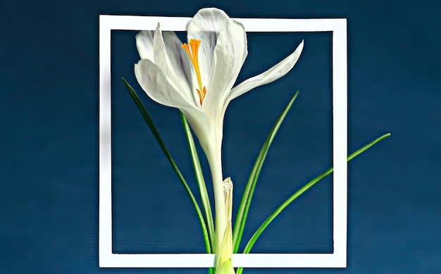 witte krokus frame / lentebloemen, abstracte achtergrond