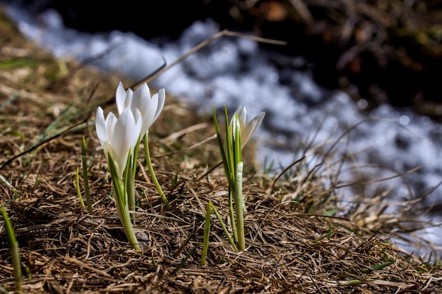 Witte krokusbloemen bloeien op het veld