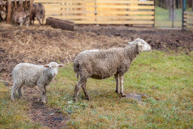 Witte krullende schapen achter een houten paddock op het platteland. Schapen en lammeren grazen op het groene gras. Schapen fokken. Schoonmaak.
