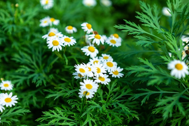 Witte kustmargrieten in een de lentetuin.