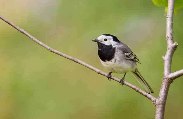 Witte kwikstaart Motacilla alba De vogel zit op een dunne tak