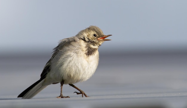 Witte kwikstaart Motacilla alba Een zingende jonge vogel