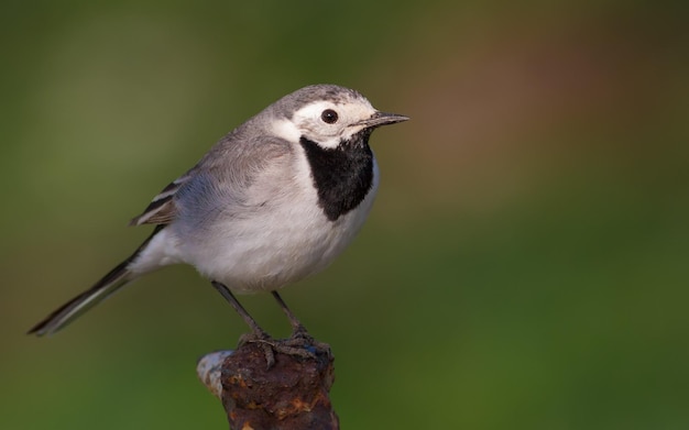 Witte kwikstaart Motacilla alba Lente zonnige ochtend Volwassen vogel zit op een metalen structuur