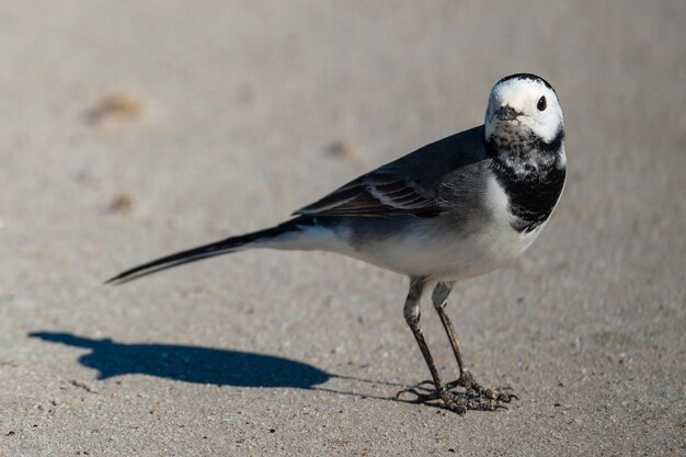 Foto witte kwikstaart motacilla alba malaga spanje