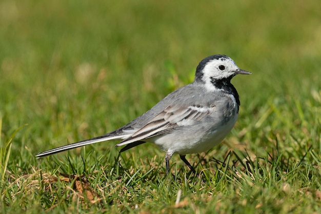 Witte kwikstaart Motacilla alba Malaga Spanje