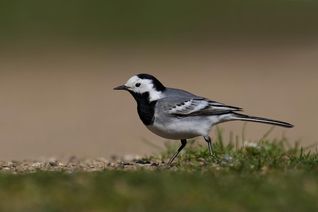 Witte kwikstaart Motacilla alba