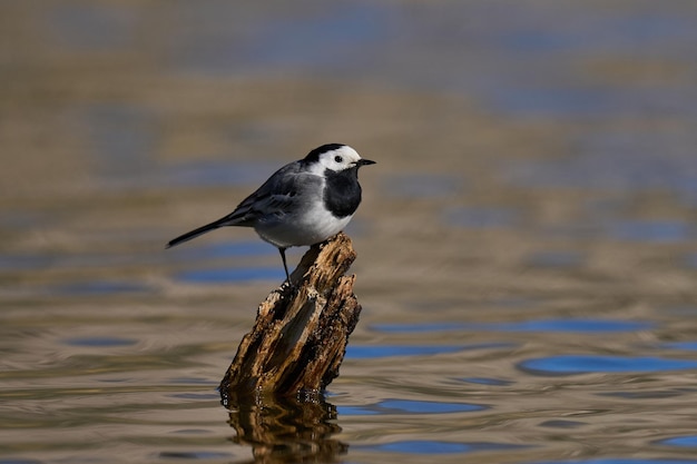 Witte kwikstaart Motacilla alba