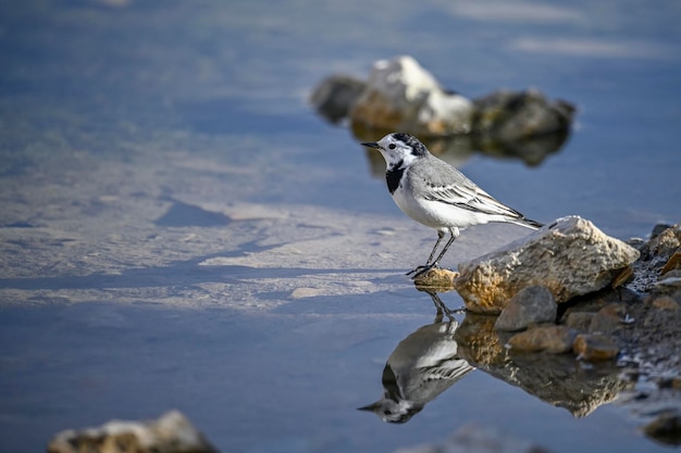 Witte kwikstaart op een rots naast een waterbron