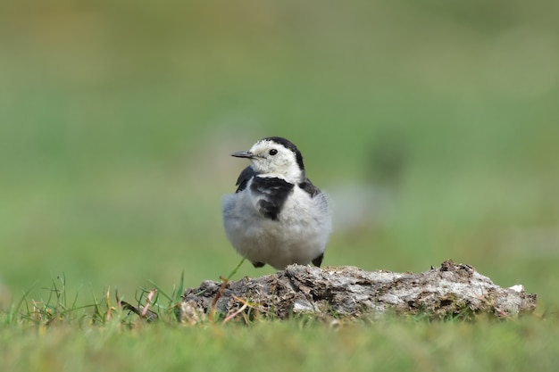 Foto witte kwikstaartvogels.