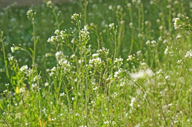 Witte lange bloemen op een groene weide Zomerveld