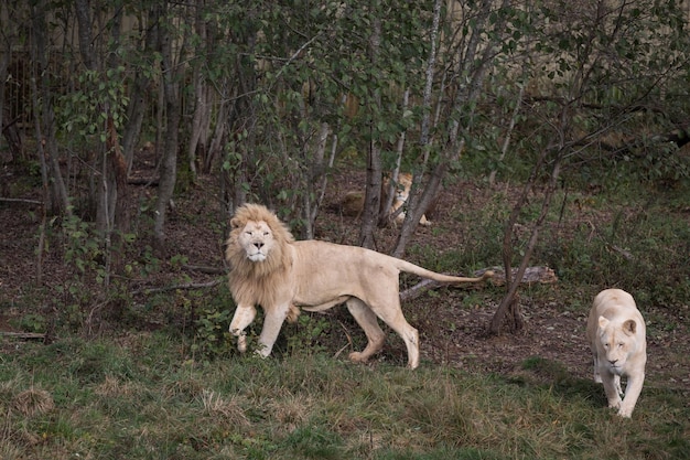 Witte leeuw en leeuwin in natuurpark Panthera leo krugeri