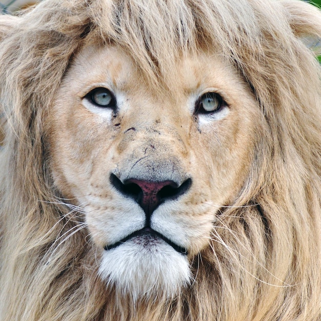 Witte leeuw in dierentuin hoofdportret