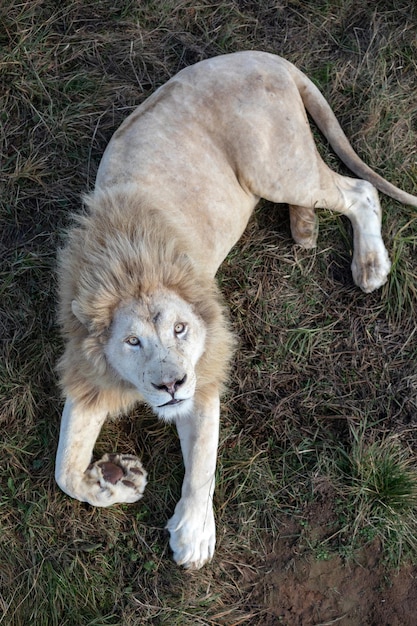 Witte leeuw Panthera leo krugeri liggend op het groene gras