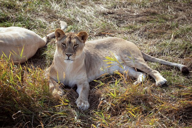 Witte leeuwin in natuurpark Panthera leo krugeri