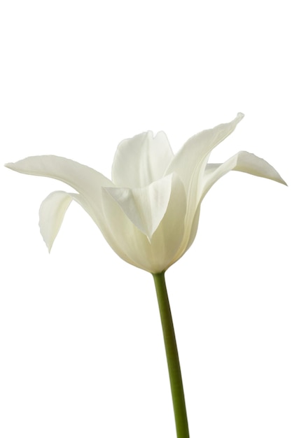 witte lelie-achtige tulpen met een steel, geïsoleerd