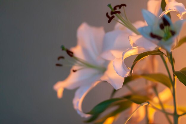 Witte lelie bloeit binnenshuis in warm kaarslicht.