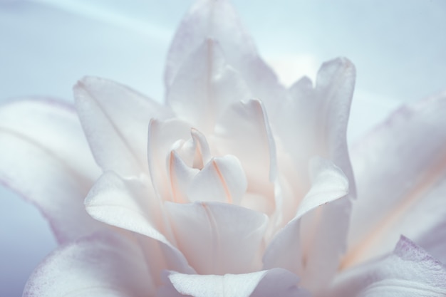 Witte lelie bloem close-up bloemblaadjes van pioen lelie op blauw Natuurlijke bloemen achtergrond Macrofotografie