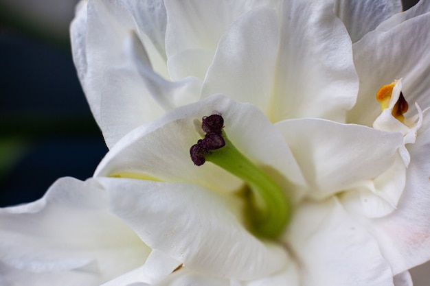 Witte lelie bloem close-up.