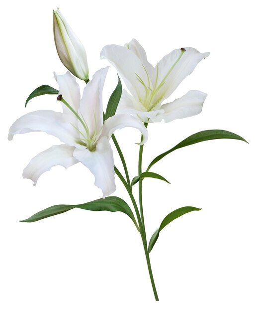 Witte lelie bloemenboeket geïsoleerd op witte achtergrond