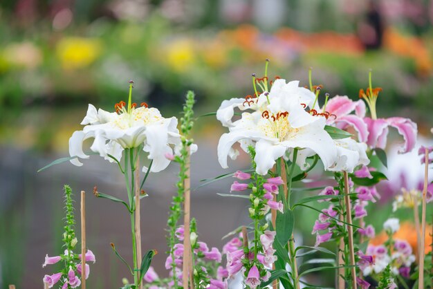 Witte lelie in de tuin, Lily joop bloemen, Lilium oriental joop.