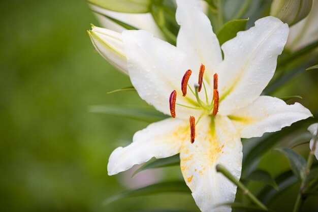 Witte leliebloem close-up in de tuin Lelie meeldraden in focus met vage bloem op de achtergrond