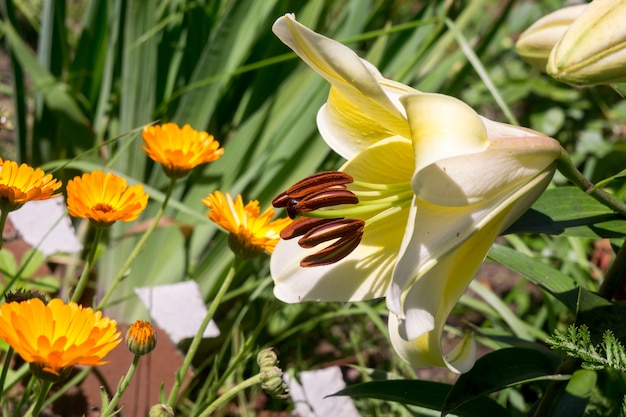 Witte leliebloem