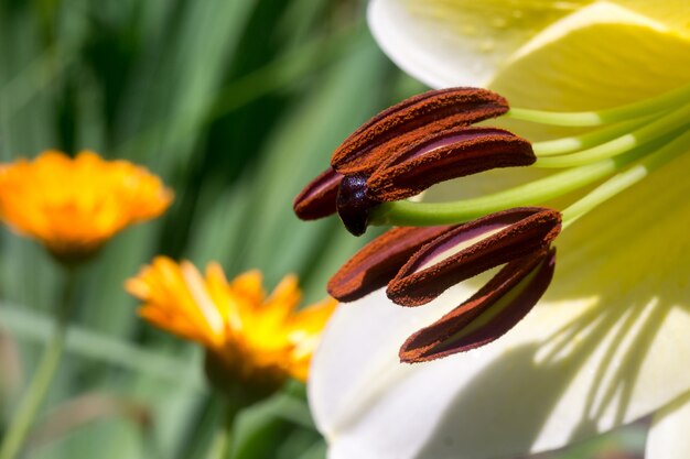 Witte leliebloem