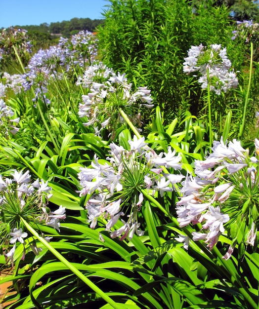 Witte lelies groeien in het natuurreservaat onder andere flora in de zomer Lelie bloeien in een botanische tuin in het voorjaar Leliebloemen ontluiken in zijn natuurlijke omgeving Bloeiende planten bloeien in het park