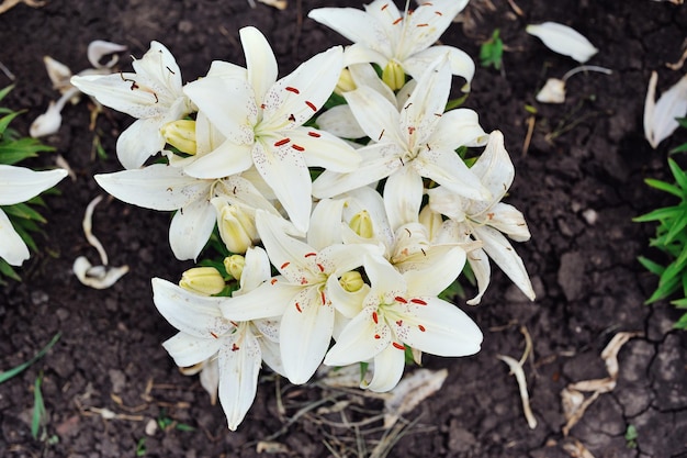 Witte lelies in bloei