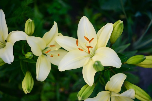 Witte lelies in een tuin met groene bladeren