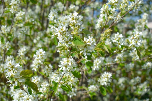 witte Lentebloemen op bomen in het voorjaar